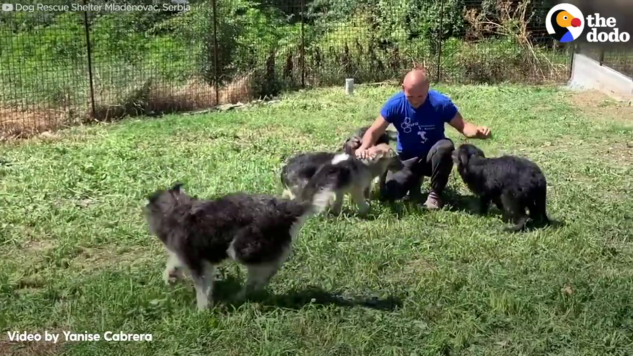 Adoptés et aimés, ces chiens profitent d'un moment de joie