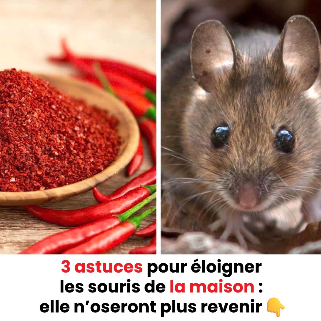 3 astuces pour éloigner les souris de la maison