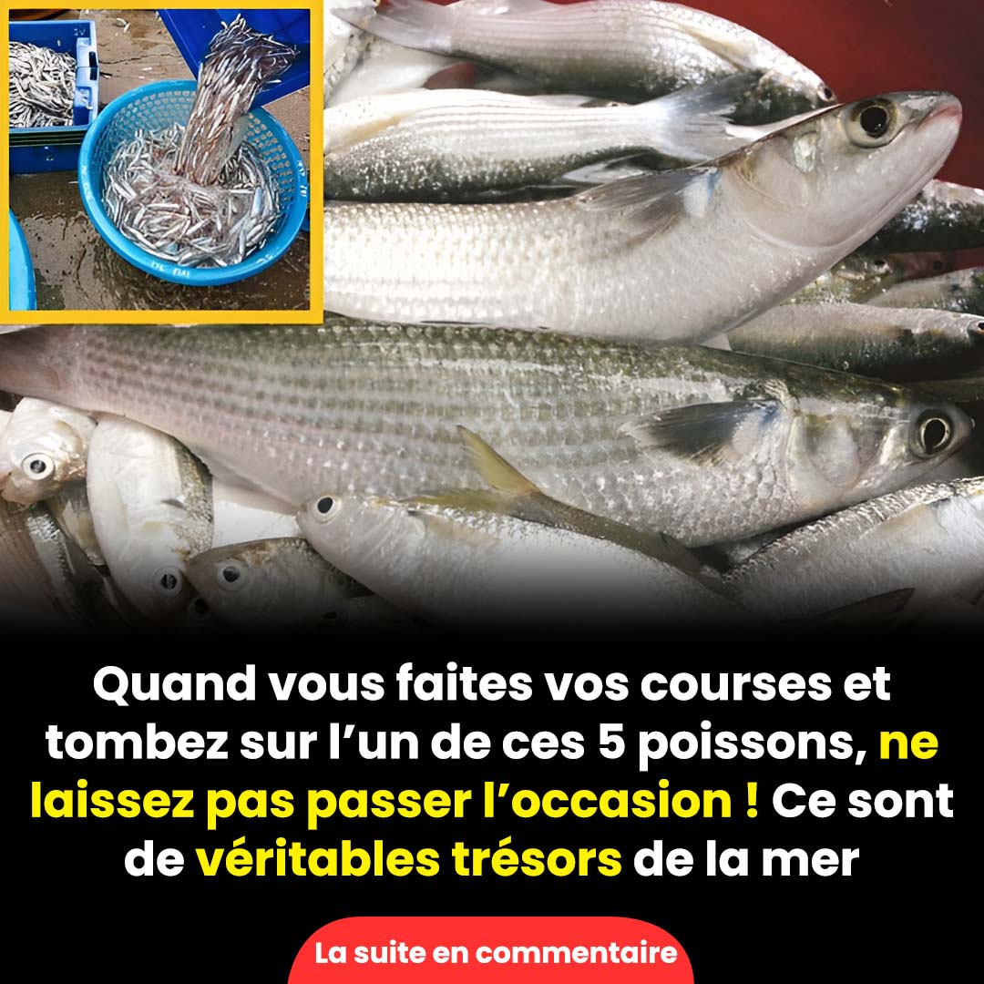 5 types de poissons recommandés