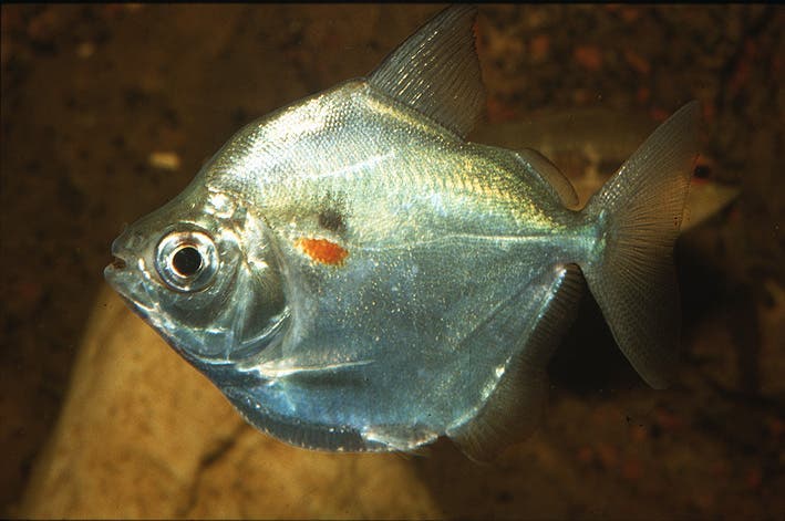 espèces de poissons que vous devez ne plus acheter pour préserver votre santé