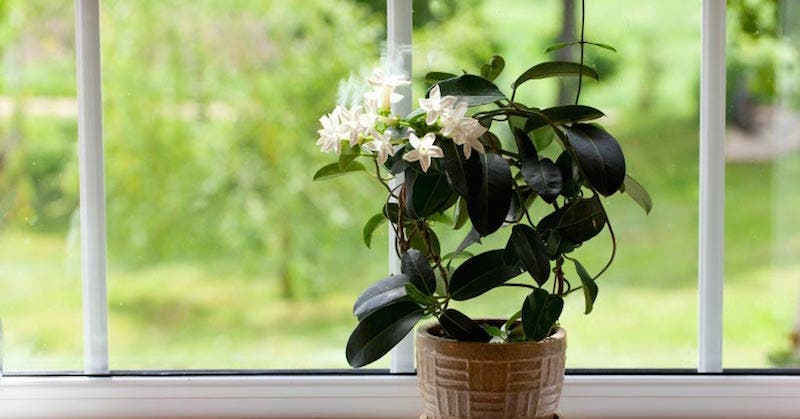 plantes pour votre chambre à coucher