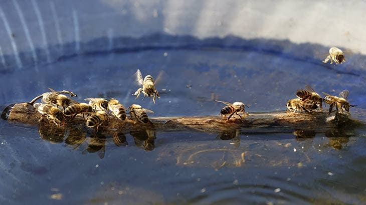 Abreuvoir à abeilles