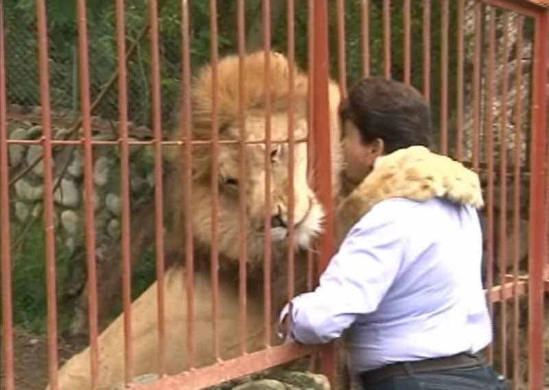 Ana Julia et le lion Jupiter1