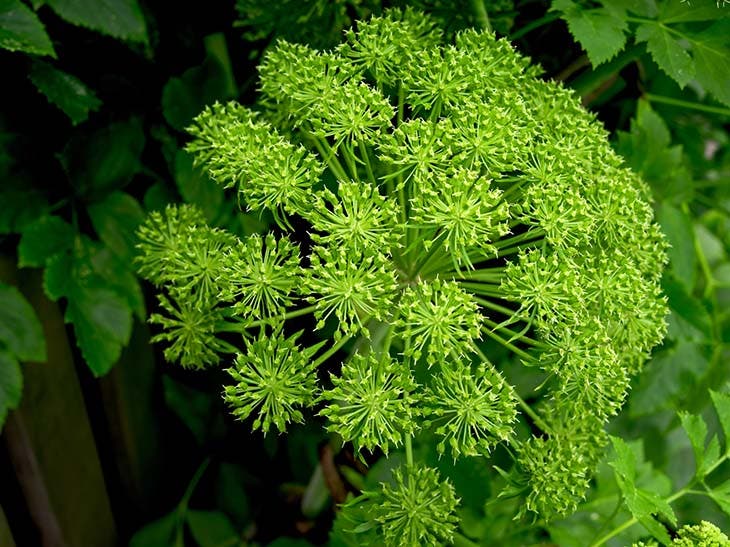 Angelica archangelica