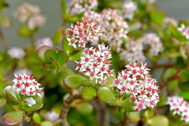 Arbre de Jade ayant fleuri