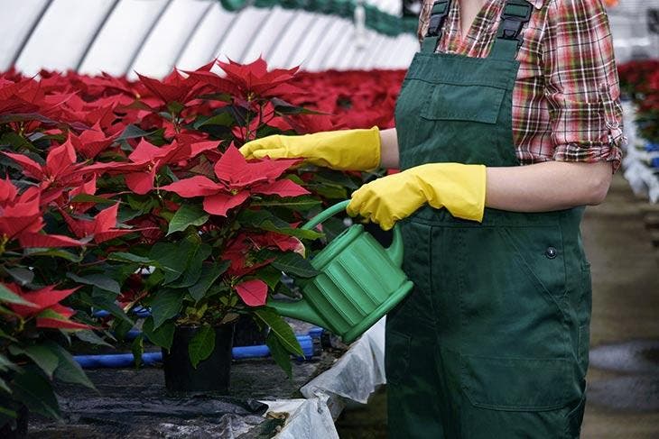 Arrosage du poinsettia