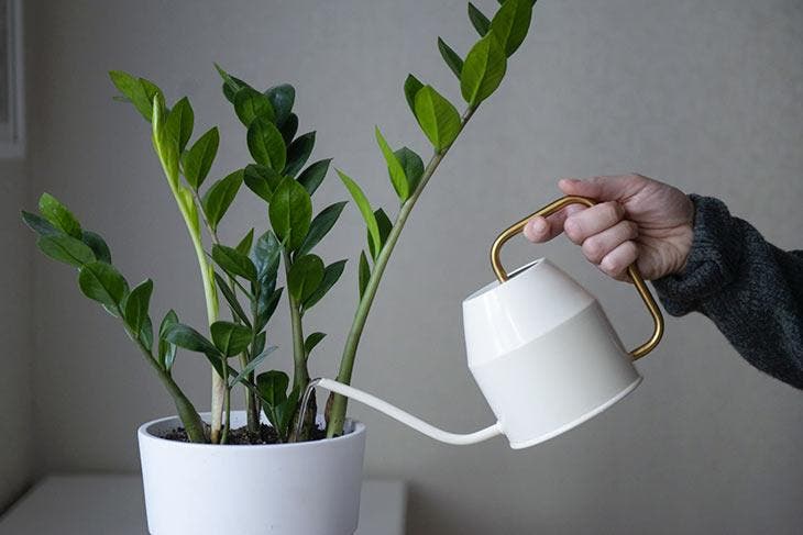 Arrosage d’une plante d’intérieur