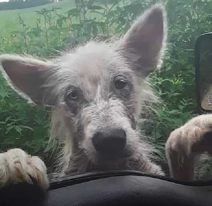 Artie sollicitant l’aide d’un chauffeur de camion