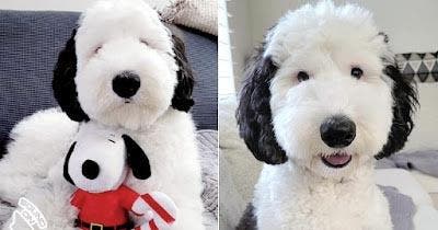 Bayley avec sa peluche Snoopy