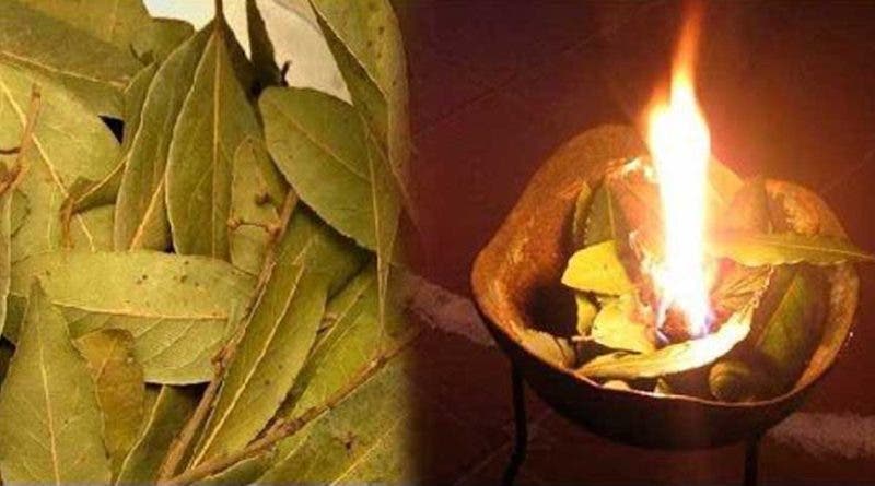 Brûlez les feuilles de Laurier chez vous