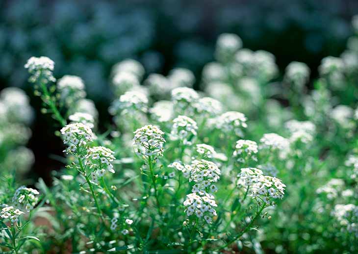 Capsella bursa-pastoris