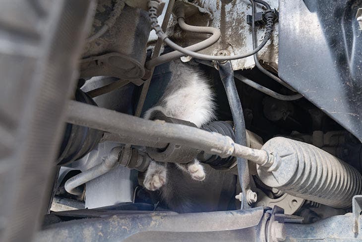 Chat coincé dans le moteur d'une voiture