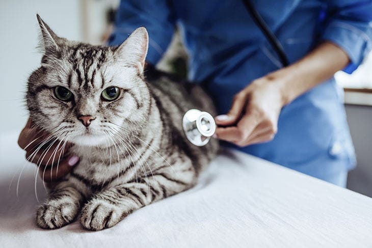 Chat examiné par un vétérinaire. source : spm