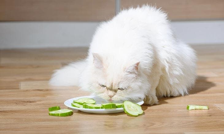 Chat mange du concombre