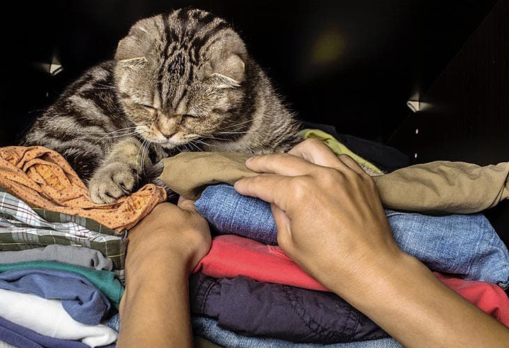 Chat qui se cache dans un placard à vêtements - source : spm