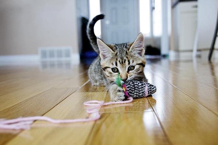 Chaton jouant avec son jouet