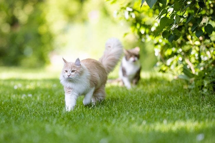 Chats dans un jardin