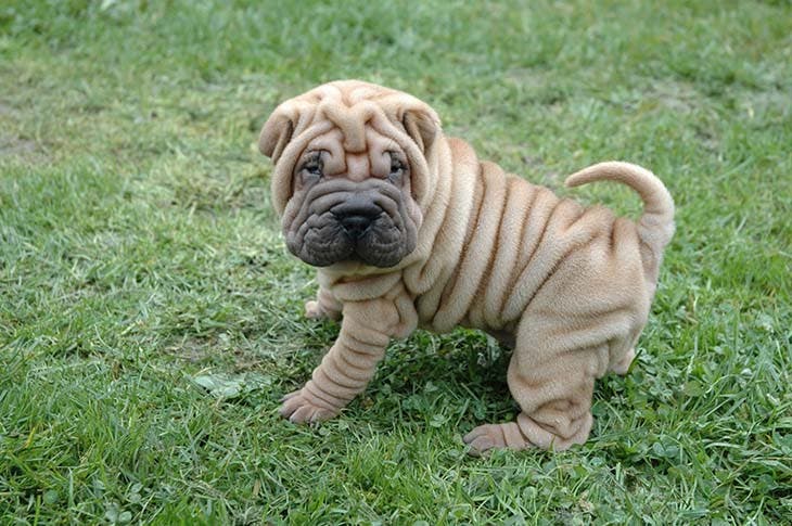 Chien shar pei - source : spm