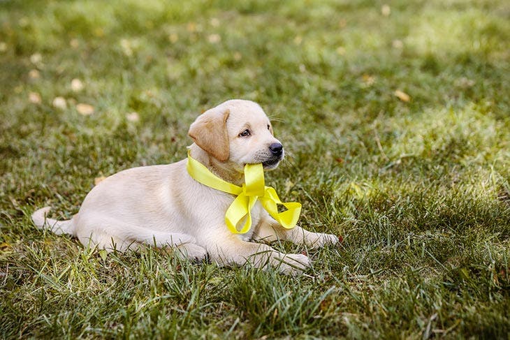 Chien avec un ruban jaune