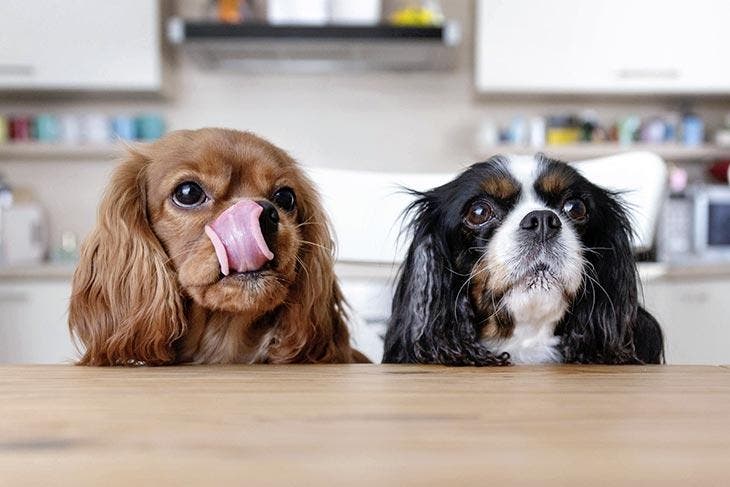 Chiens qui demandent à manger