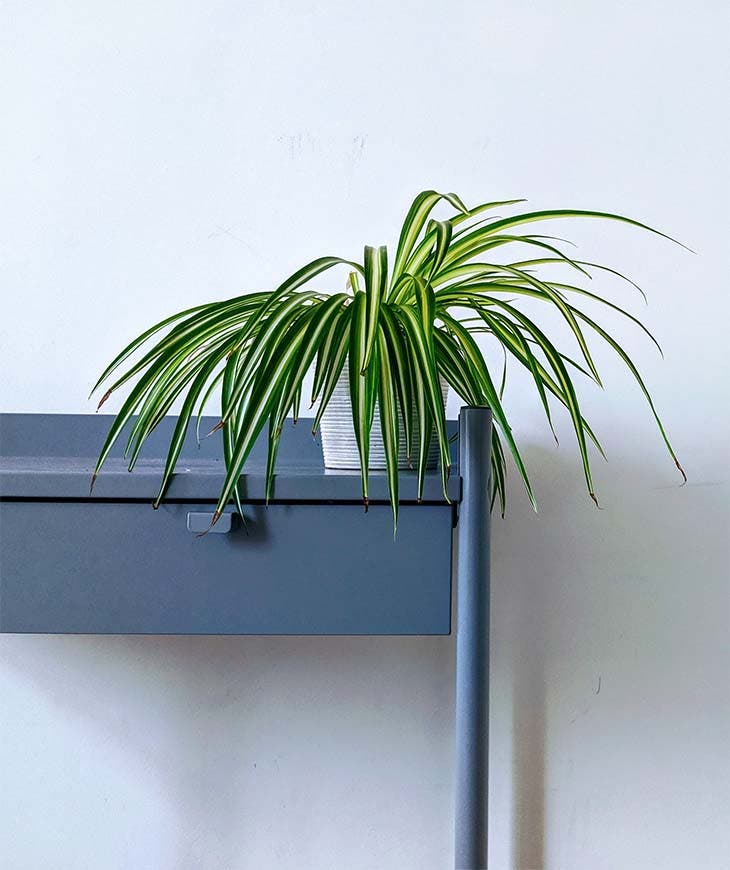 Le chlorophytum 