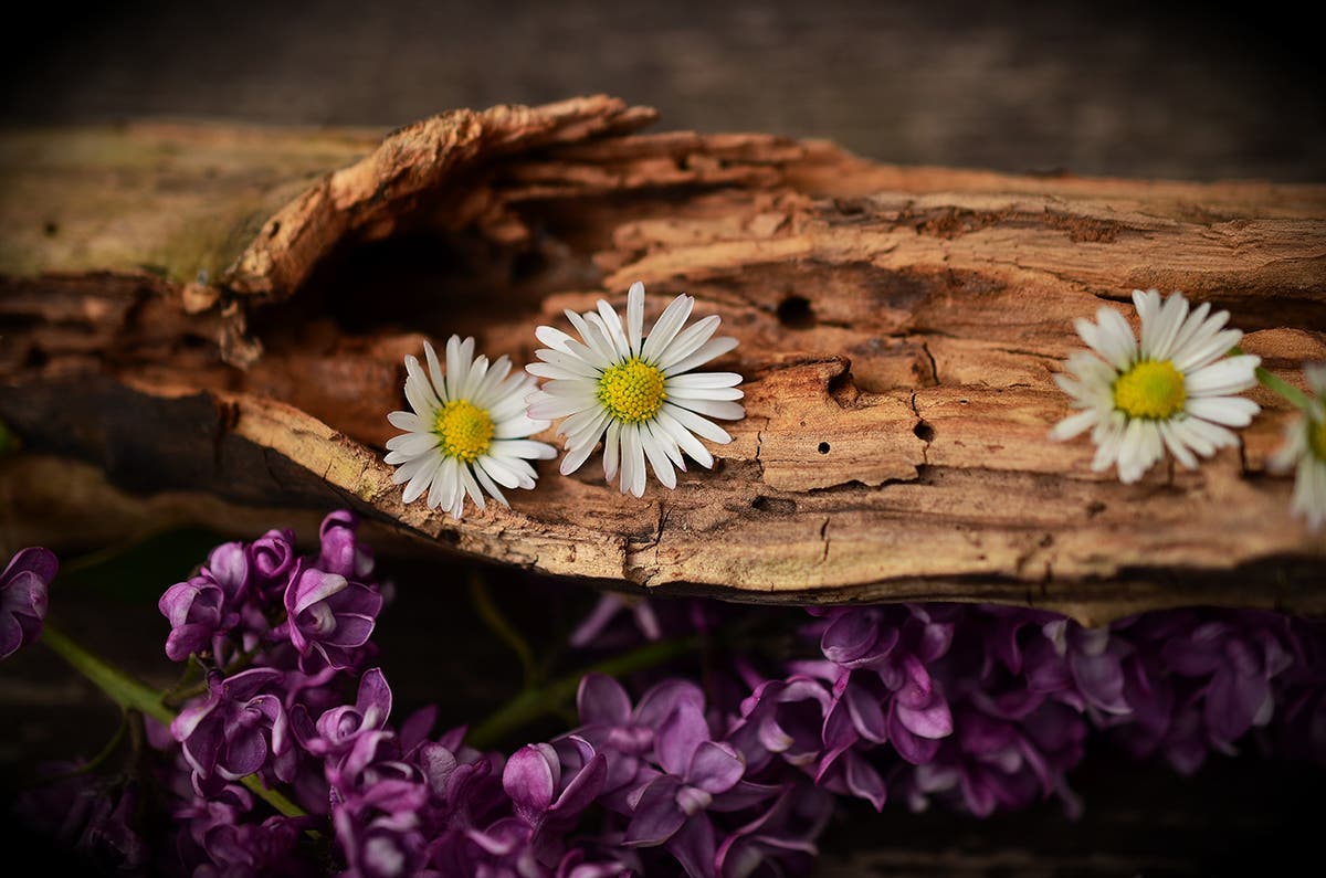 Choisissez une fleur et découvrez le genre de femme que vous êtes