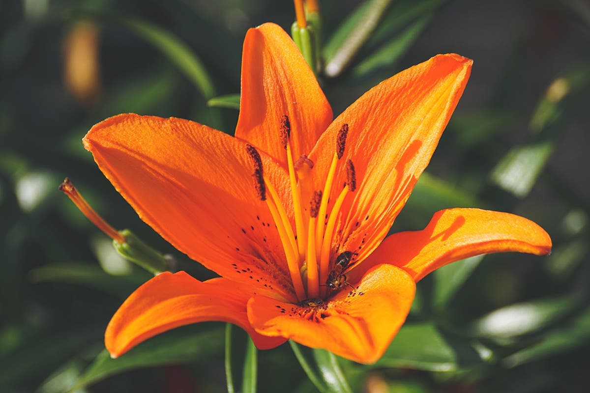 Choisissez une fleur et découvrez le genre de femme que vous êtes