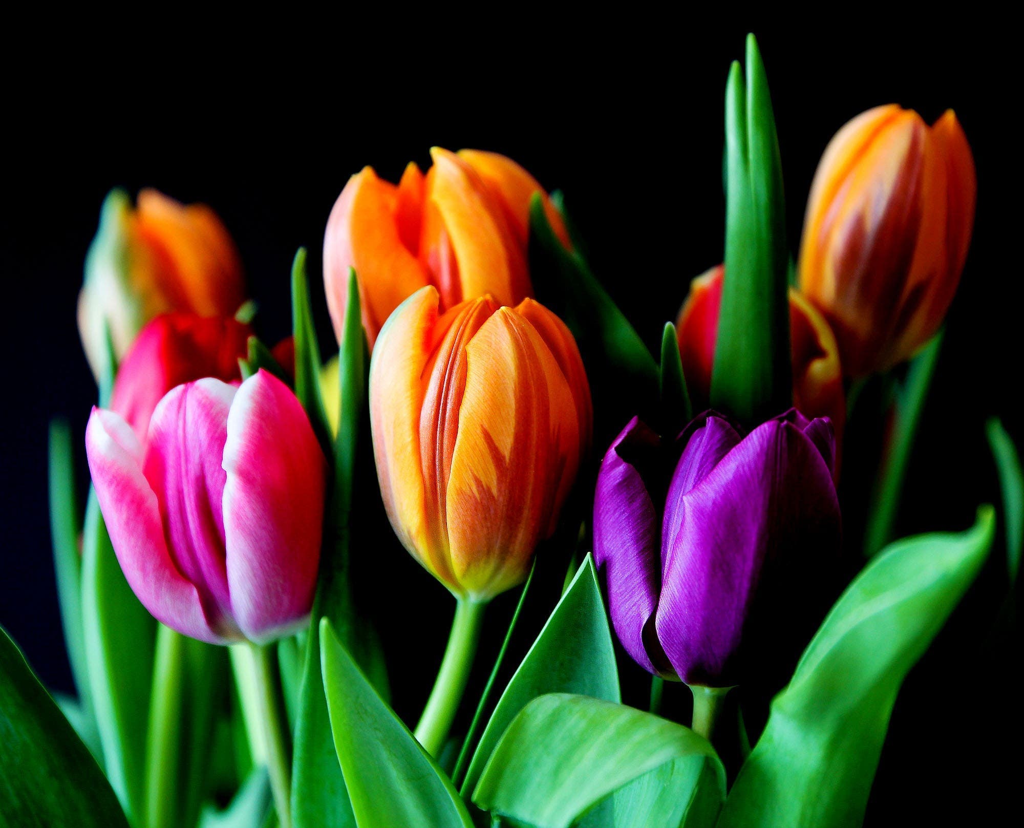 Choisissez une fleur et découvrez le genre de femme que vous êtes