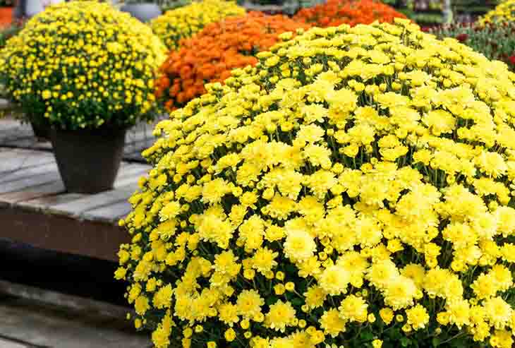 Chrysanthème 