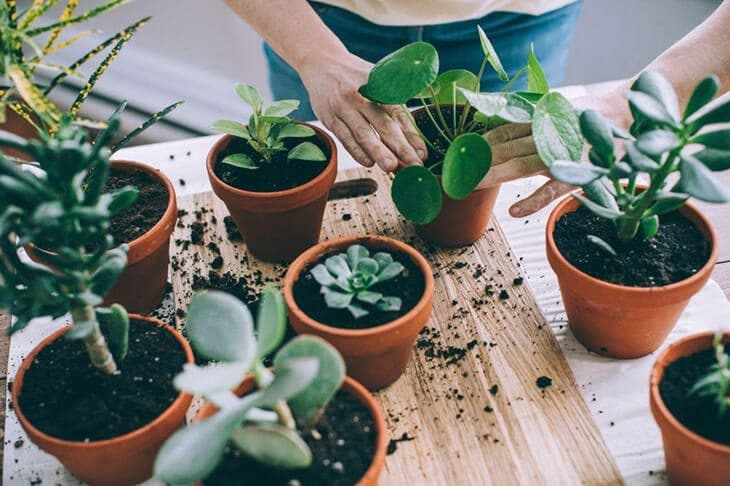 Plantes en pot