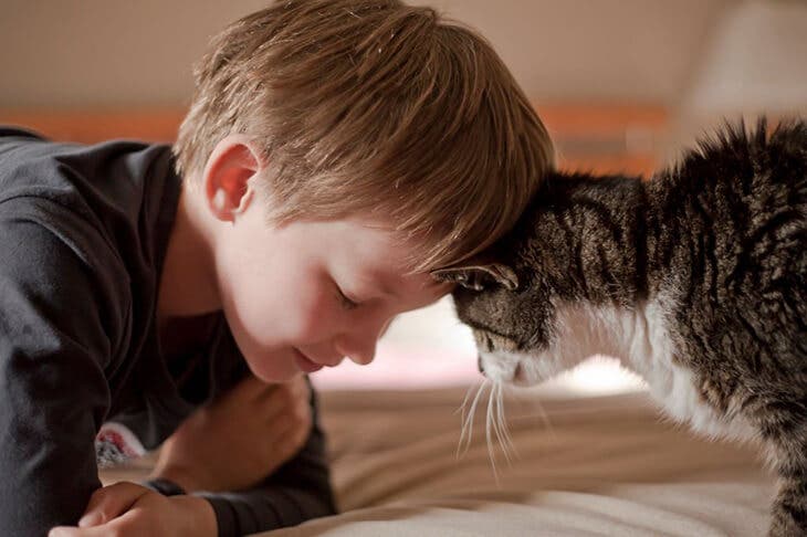 Coup de tête chat 