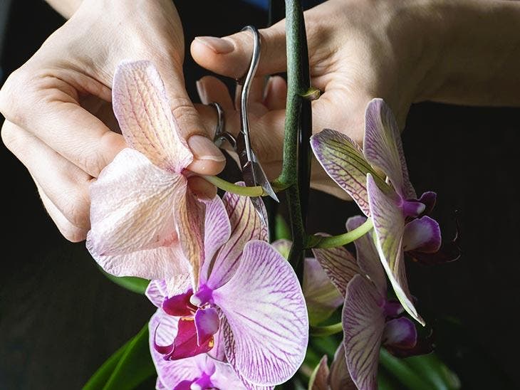 Couper les fleurs fanées d’une orchidée