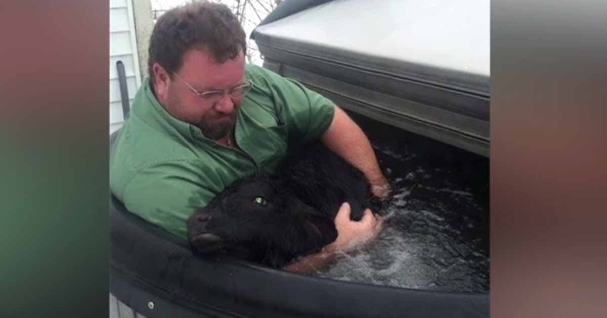 Dan Gangwer avec un veau dans un bain d’eau chaude