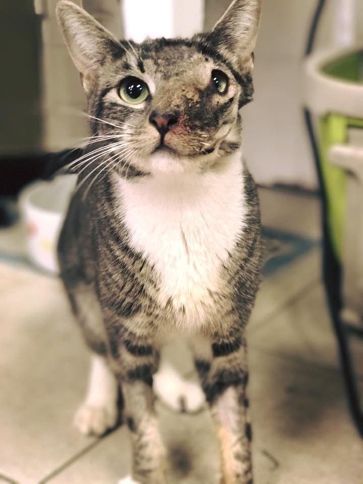 un chat atteint d’une tumeur qui allait lui coûter la vie