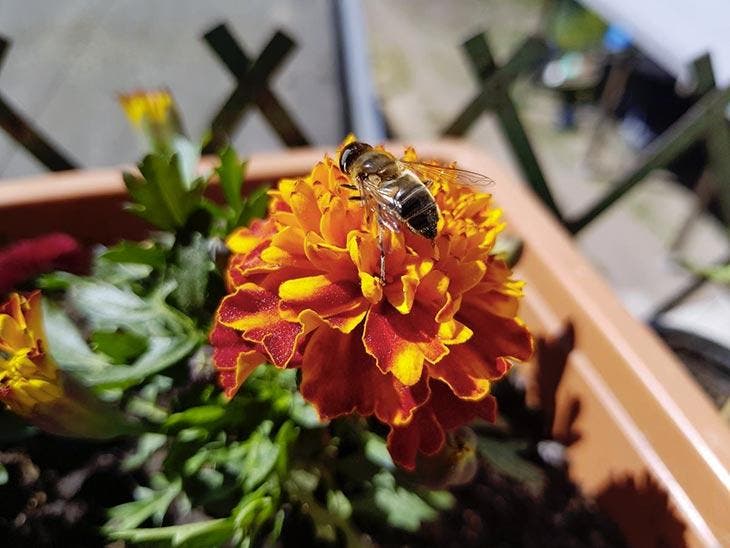 Des abeilles dans le balcon 