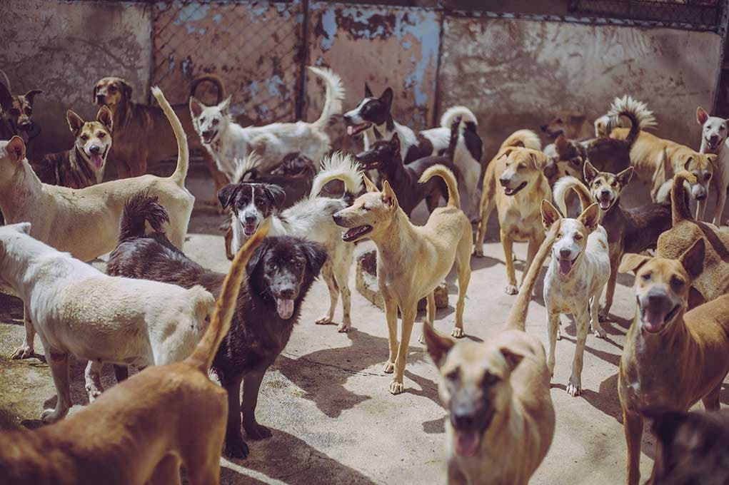 Des chiens errants dans un refuge