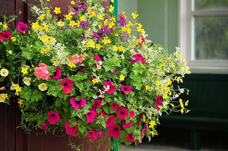 Des fleurs en pot 