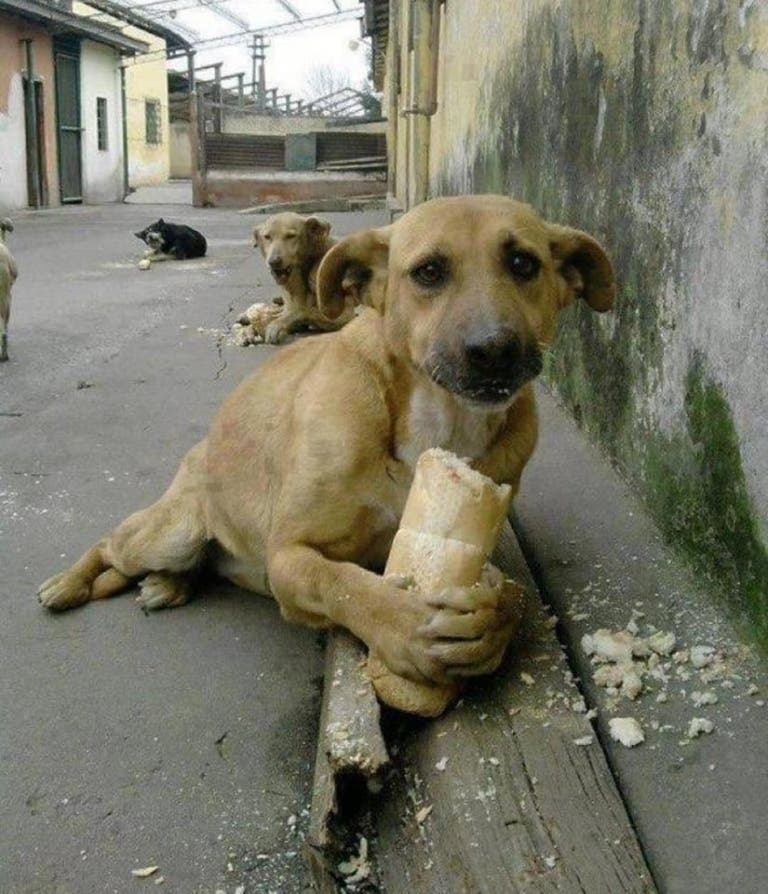 Des gens cruels nourrissent les chiens avec du pain et des saucisses contenant des clous et des aiguilles