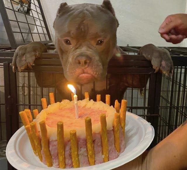 Des larmes de joie coulant sur les joues de Max en découvrant la surprise de son anniversaire