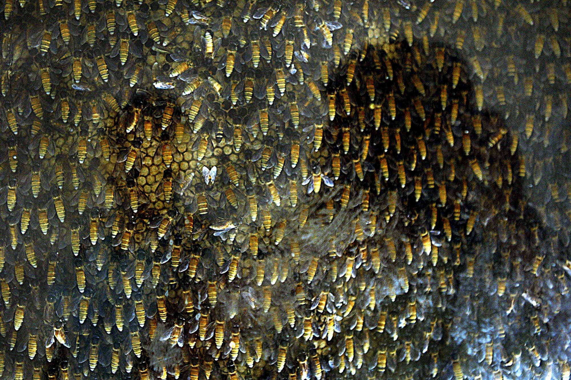 Des médecins découvrent 4 abeilles vivant à l’intérieur de l’oeil d’une femme et se nourrissant de ses larmes