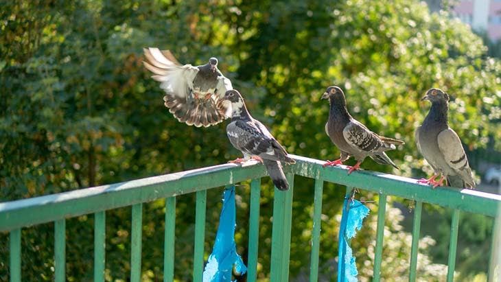 Des pigeons sur le balcon