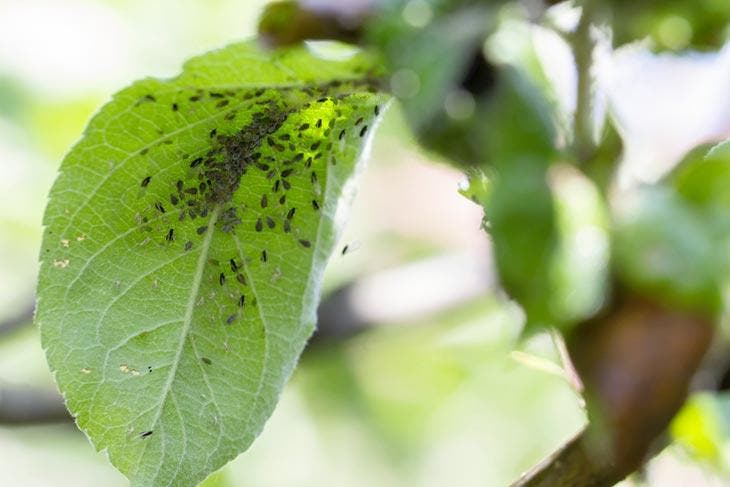 Des pucerons sur les feuilles d’une plante 