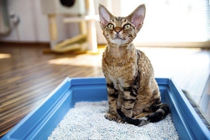 Devon rex. source : spm