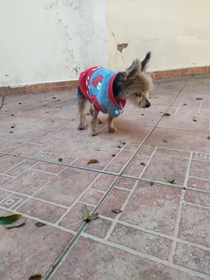 Donny le vieux chien âgé de 19 ans