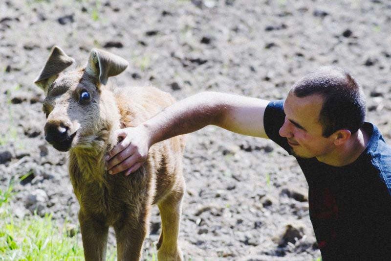 Erikas caresse le bébé élan