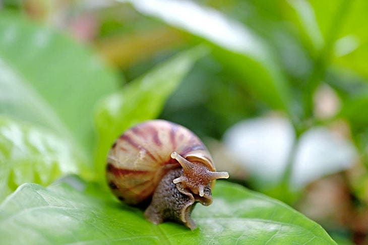 Escargot sur le feuillage d’une plante