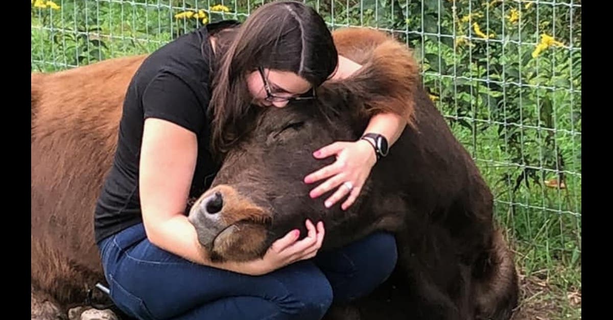 câlins à une vache