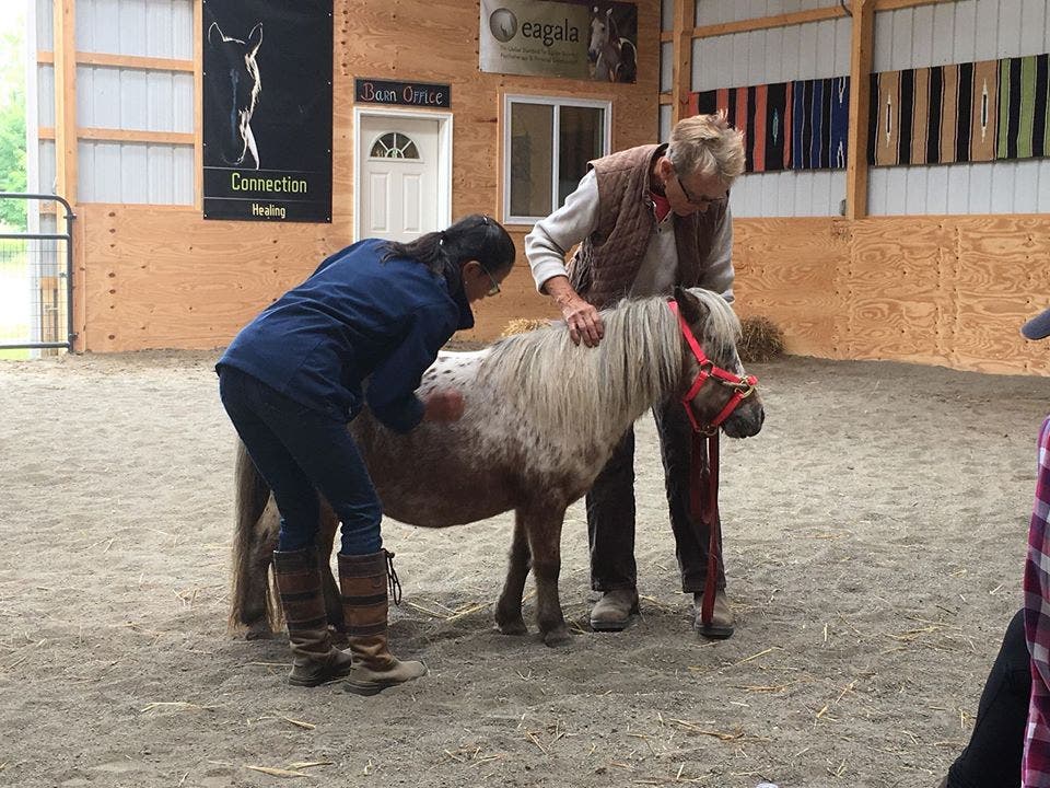 câlins à une vache