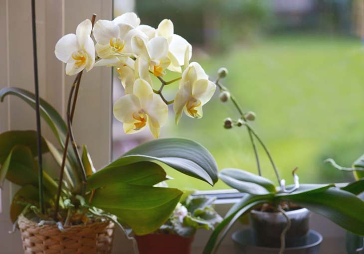 Fleur d’orchidée près de la fenêtre