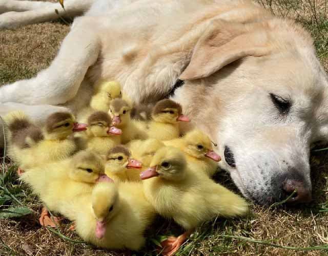 Fred le chien allongé par terre avec les canetons à ses côtés